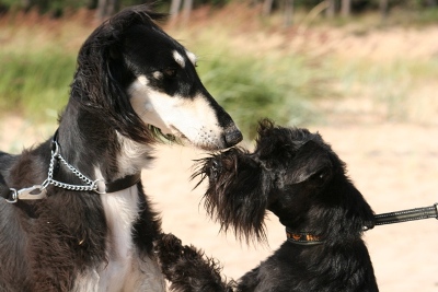 Idhaya & Pertti (Petremma's From Genstat)