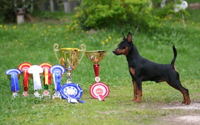 BOB, BIG1 & BIS2 in Joensuu all breed show 17.5.2008.